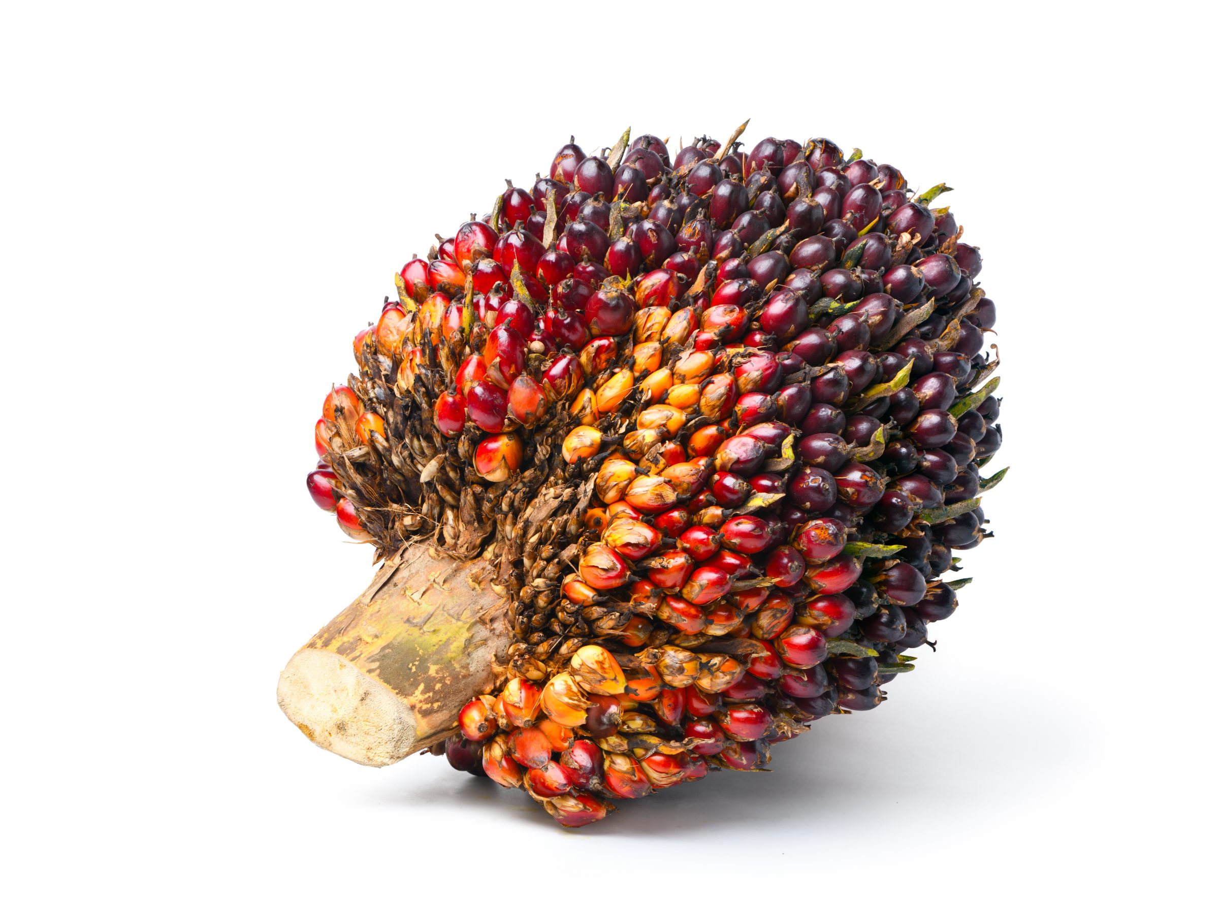 Cacho de frutos da palma colhido para produção de óleo na Vila Nova Agroindustrial